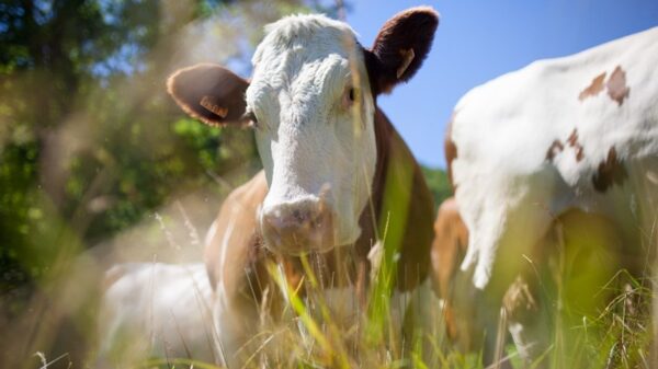 Fundo JBS pela Amazônia lança programa de apoio a pequenos produtores de gado, com projeto de R$100 milhões podendo dobrar rendas dos pecuaristas.