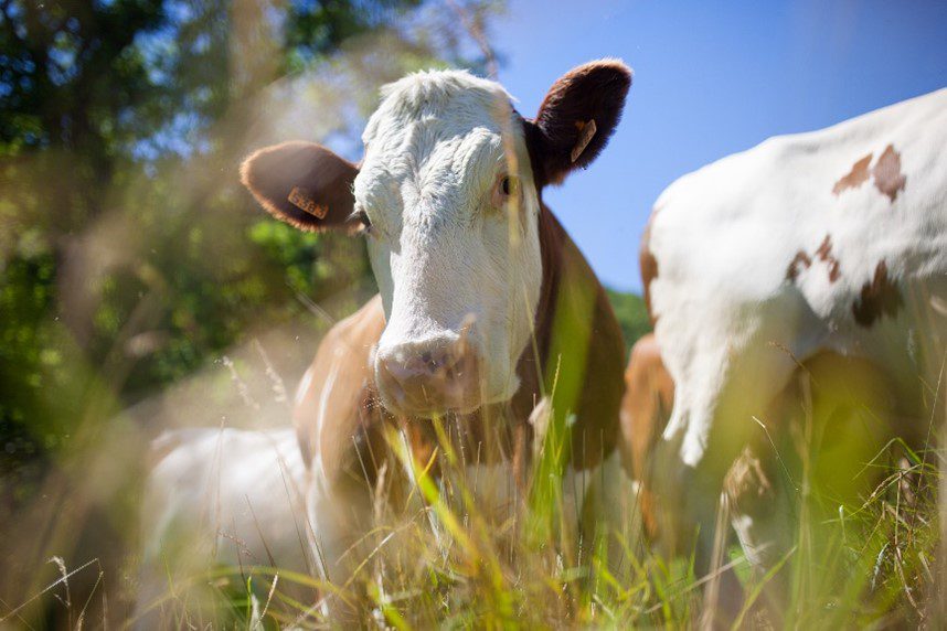 Fundo JBS pela Amazônia lança programa de apoio a pequenos produtores de gado, com projeto de R$100 milhões podendo dobrar rendas dos pecuaristas.
