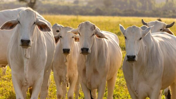 Goiás bate recorde histórico no abate de bovinos no 3º trimestre